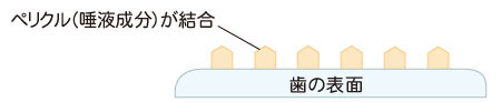 歯の表面にペリクルが付着