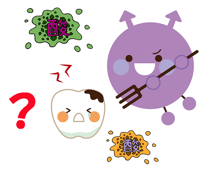 乳酸菌LS1は酸を作るのに虫歯にならない