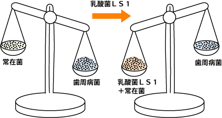 乳酸菌LS1のプロバイオティクス作用により悪玉菌(歯周病菌)が減り、善玉菌が増えるイメージの模式図