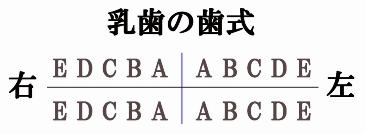 歯式の書き方ルール