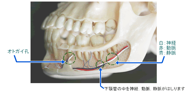 下顎管を走る下顎神経 (白：神経 赤：動脈　青：静脈) とオトガイ孔