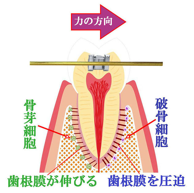 歯の移動には歯根膜が関与