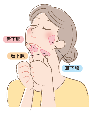 唾液腺(顎下腺・舌下腺・耳下腺）マッサージ