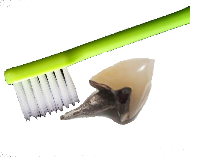 差し歯を歯ブラシで磨く