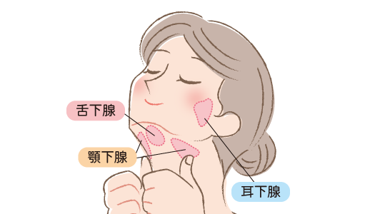 唾液腺(顎下腺・舌下腺・耳下腺)マッサージ