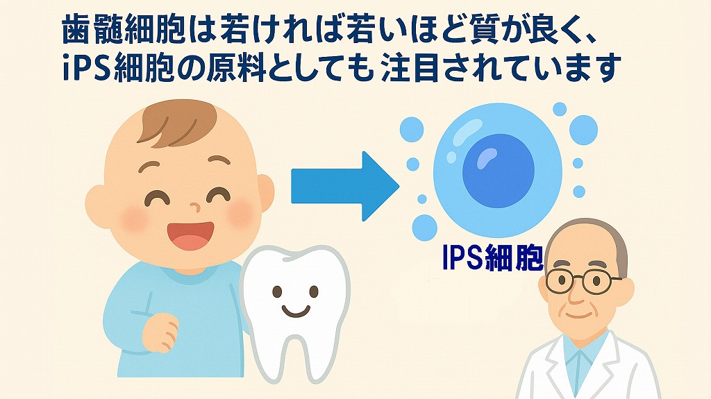 質の良い幹細胞を“若いタイミング”で採取・保管しておく