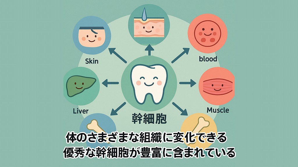 歯髄細胞が活用される治療例