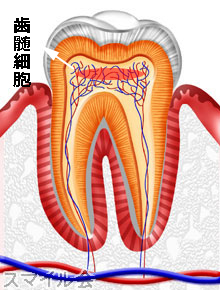 歯髄細胞