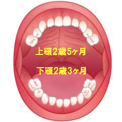 第2乳臼歯(E)