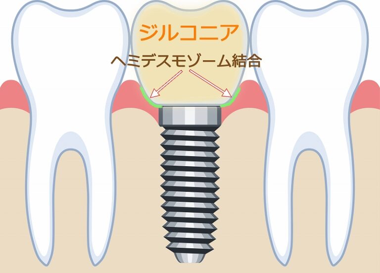 ヘミデスモゾーム結合