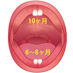 乳中切歯(A)