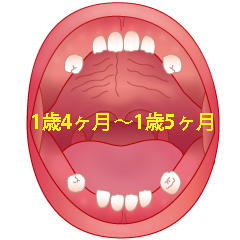 第1乳臼歯(D)