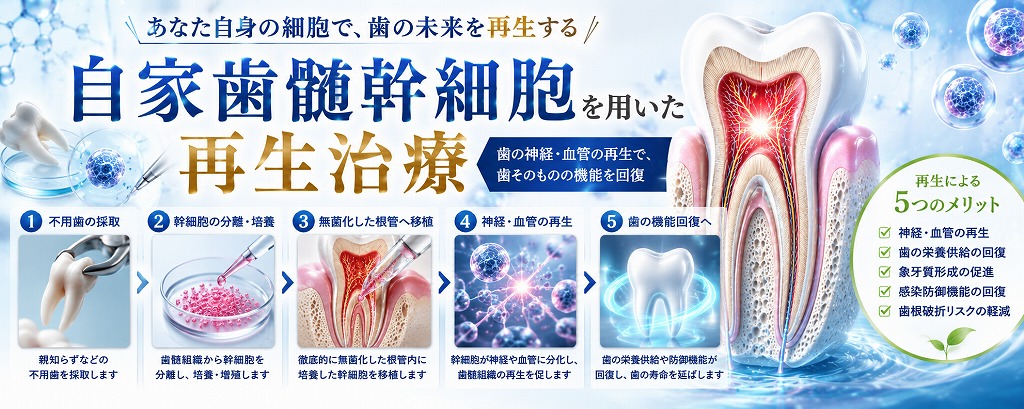 自家歯髄幹細胞を用いた再生治療