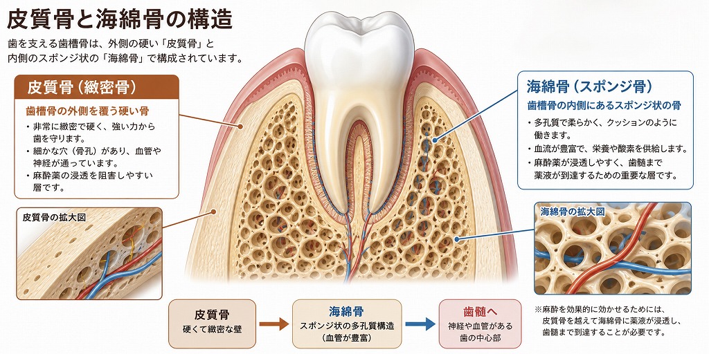 歯内療法失敗回避のためのポイント47 : なぜ痛がるのか、なぜ治らないのか 歯内療法 失敗回避のためのポイント47 | 高橋 慶壮 |本 | 通販 | Amazon