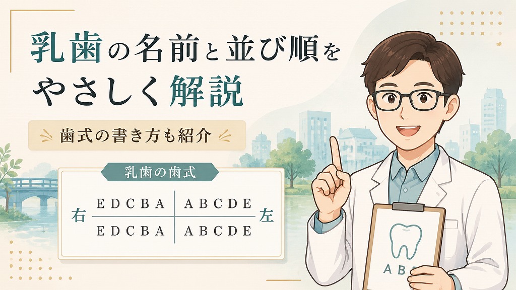 乳歯の名前と並び順