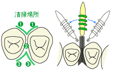 三方向からしっかり磨く