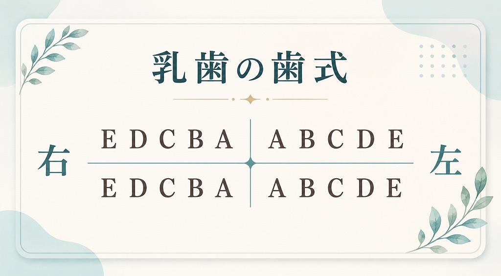 歯式の書き方ルール