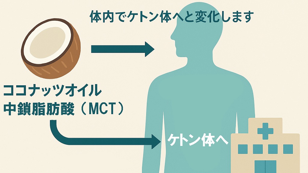 ココナッツオイルの中鎖脂肪酸(MCT)は肝臓で分解されてケトン体へ