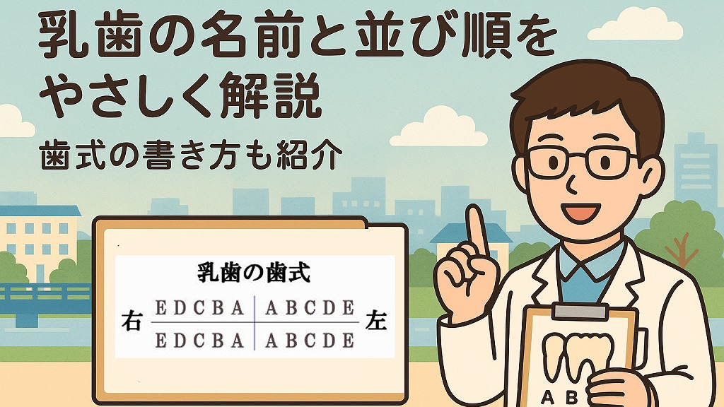乳歯の名前とその略号