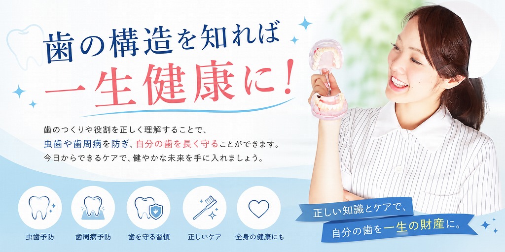 歯の構造を知れば一生健康に！
