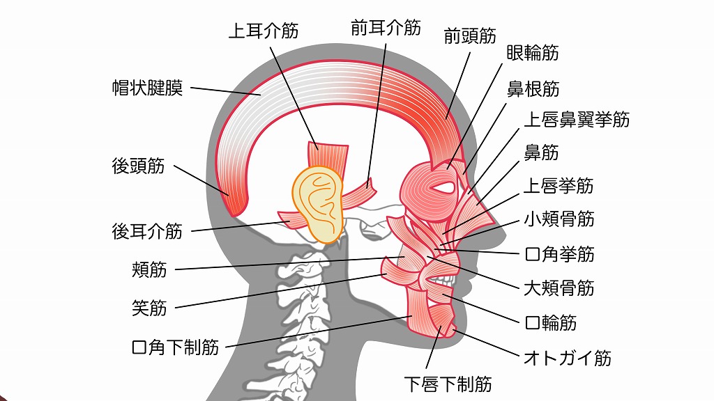 口腔周囲筋
