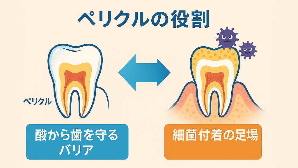 ペリクルの役割