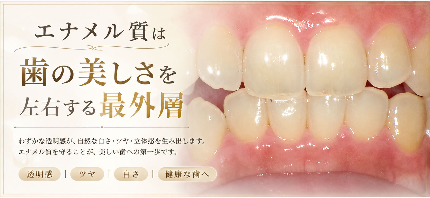 エナメル質とは？