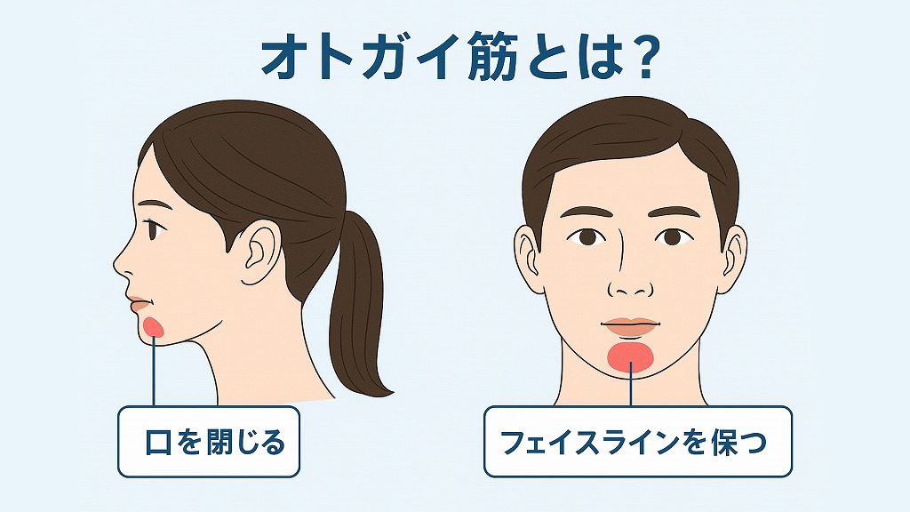 オトガイ筋とは