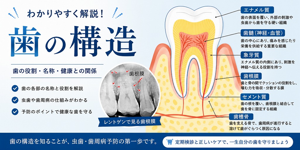 歯の構造とは？