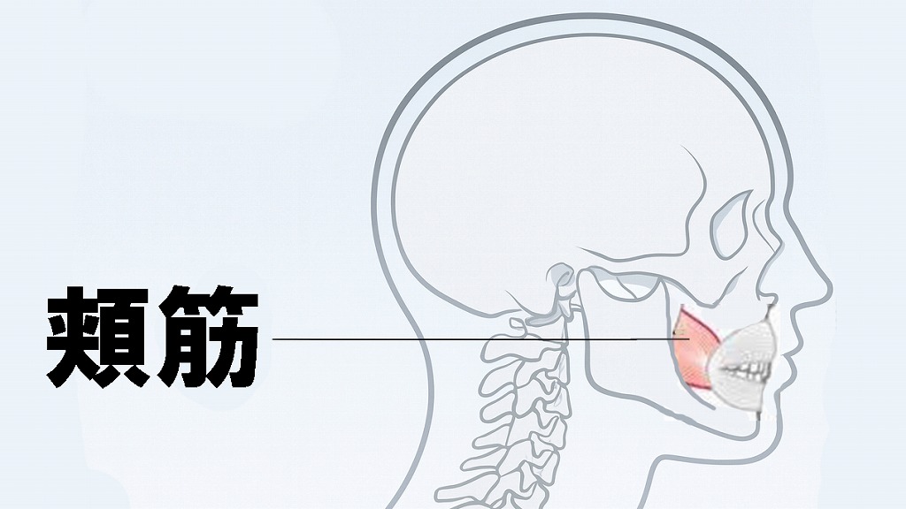 頬筋