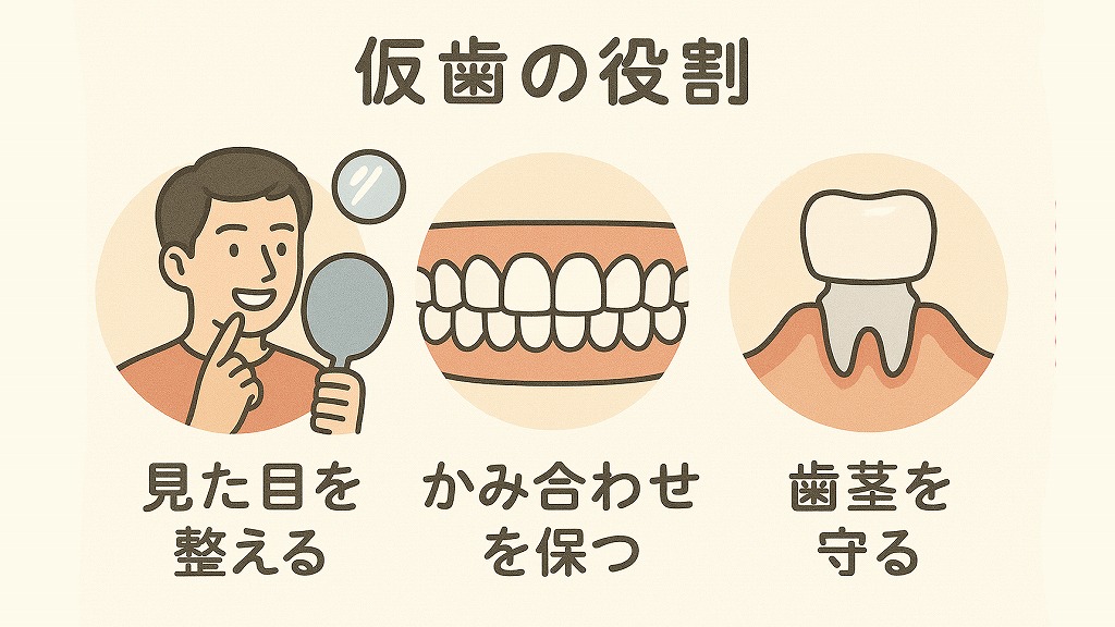 仮歯を入れる主な役割