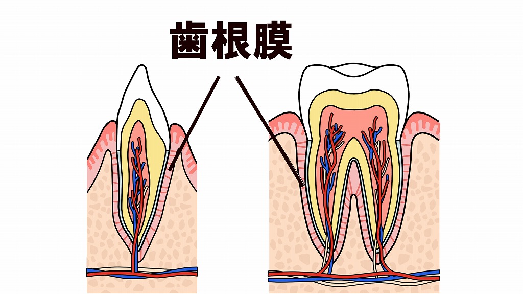 歯根膜