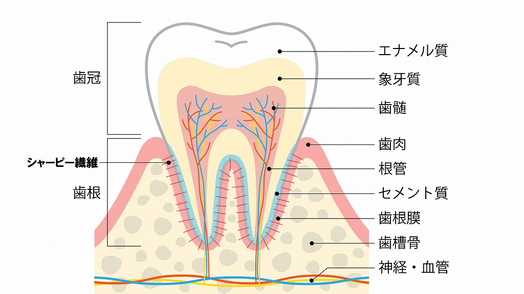 歯周組織