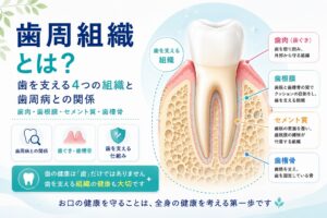 歯周組織とは?|歯ぐき・歯根膜・歯槽骨の役割と歯周病との関係