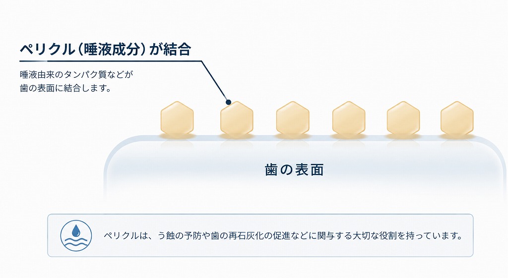 歯の表面にペリクルが付着