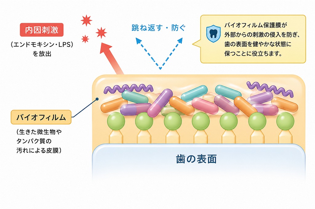 悪玉菌がバイオフィルムで覆われる