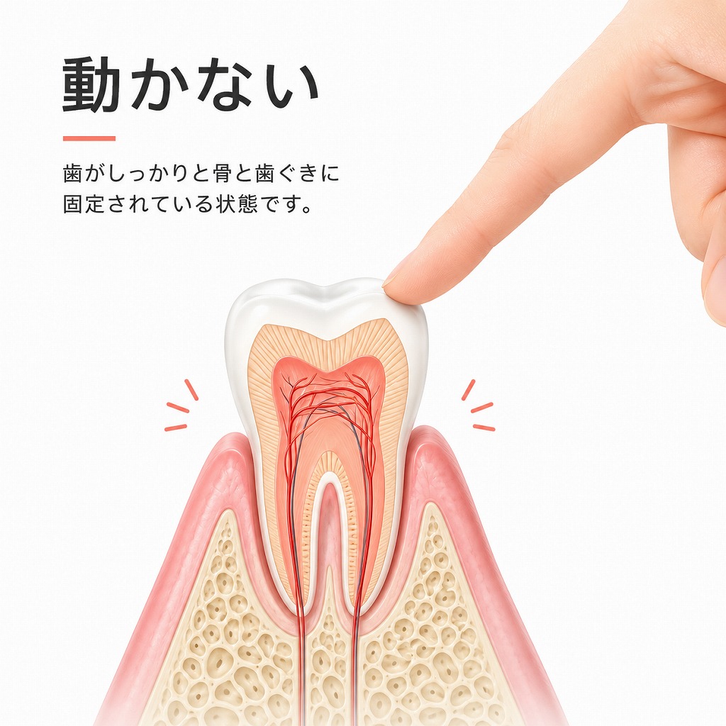 健康な歯は指で押しても動揺しない