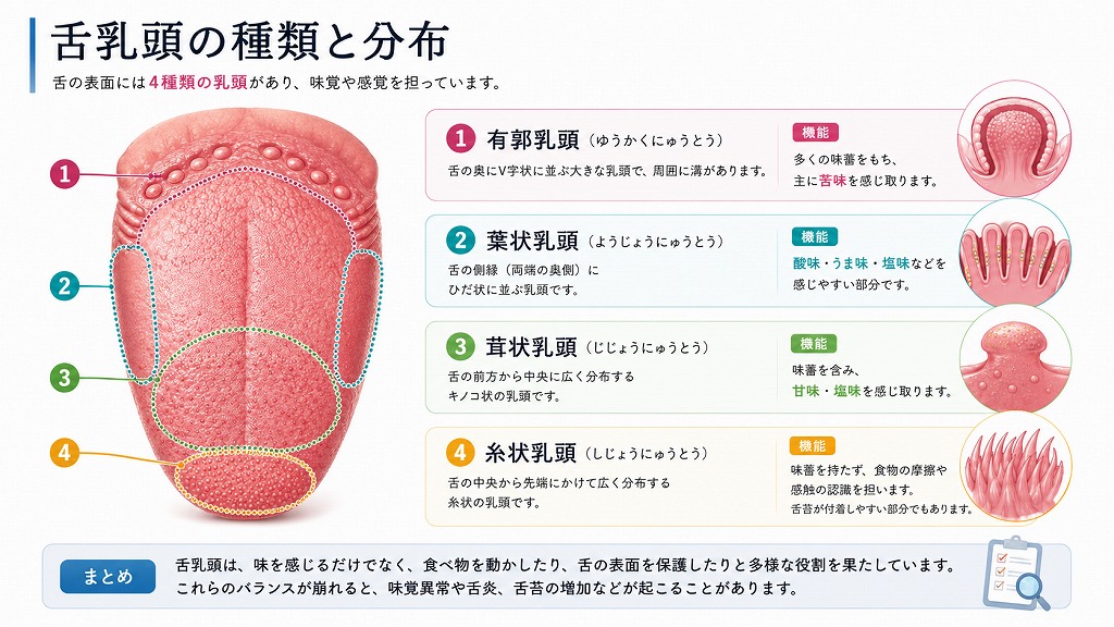 舌乳頭の種類と分布