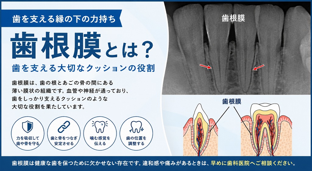 歯根膜とは？
